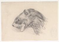 KT 2009 028-415
<br/>
Kop bunzing
<br/>
<em>Trigt, Stephanus Hendrik Willem van (1790-1840)</em>